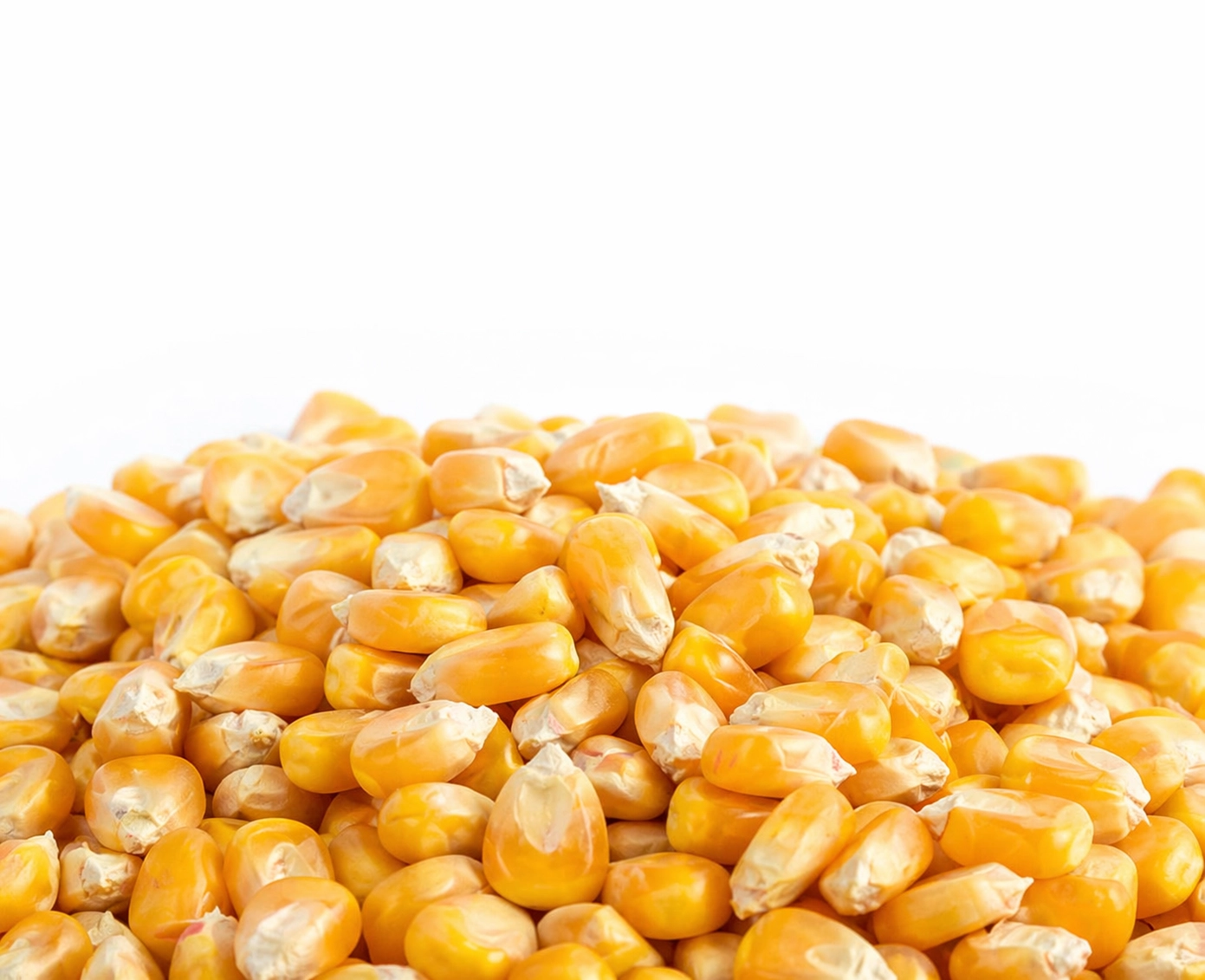 Yellow dent corn
